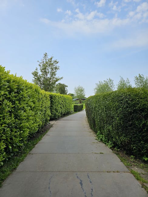 A straight concrete pathway running through a well-maintained garden, flanked on both sides by neatly trimmed, lush green hedges. The hedges are dense with small, glossy leaves, showing signs of recen