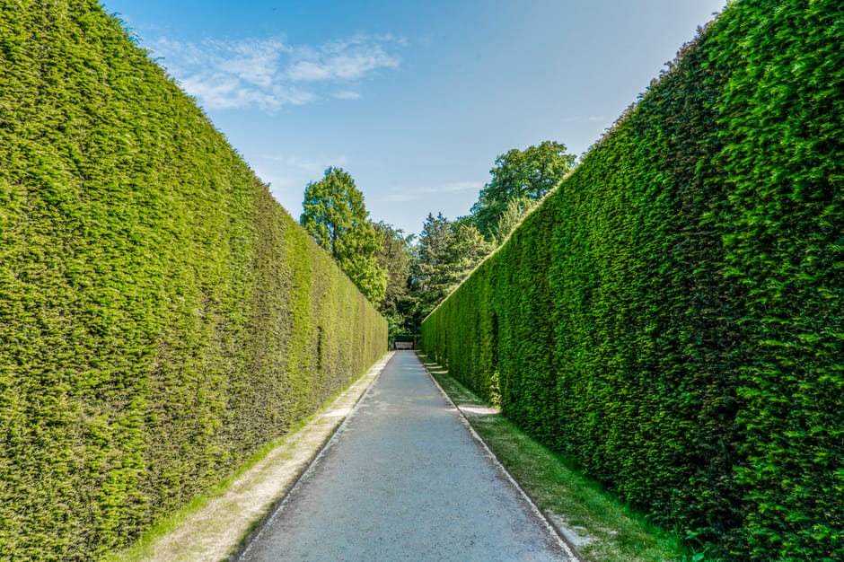 A straight concrete pathway running through a well-maintained garden, flanked on both sides by neatly trimmed, lush green hedges. The hedges are dense with small, glossy leaves, showing signs of recen